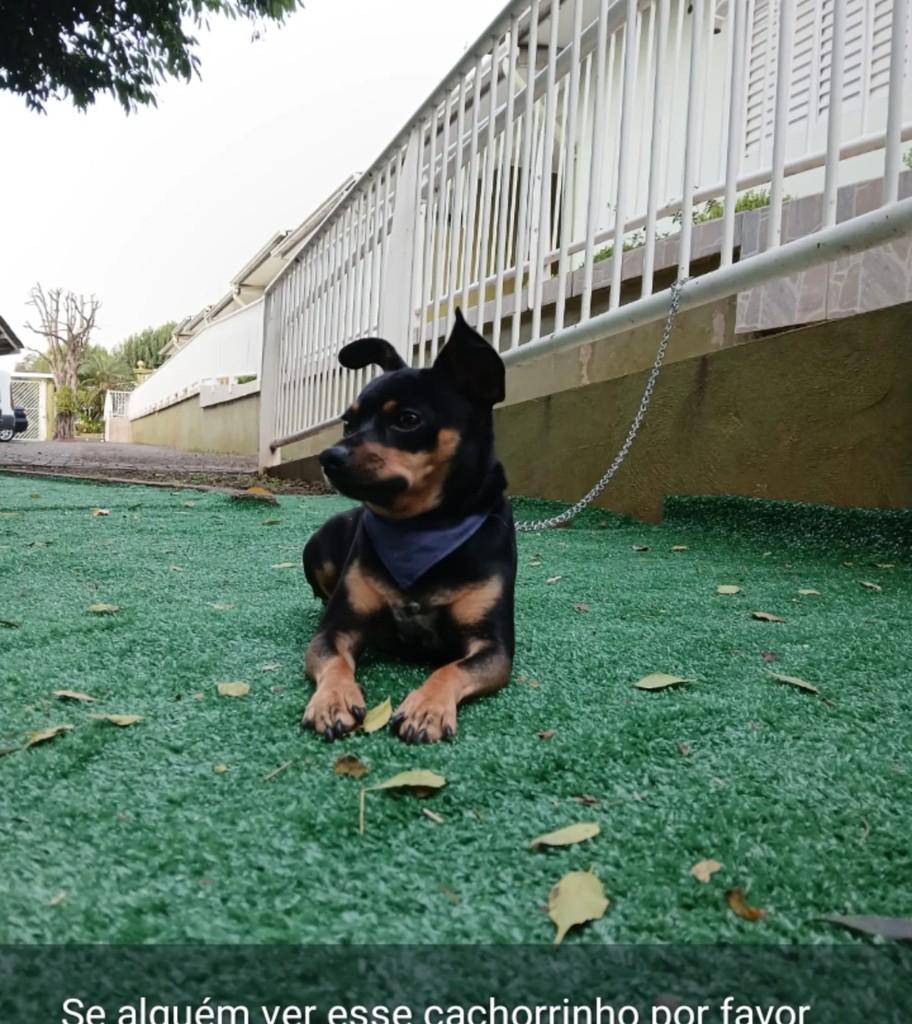 Fred, cachorro de porte pequeno para adoção em Maravilha - SC
