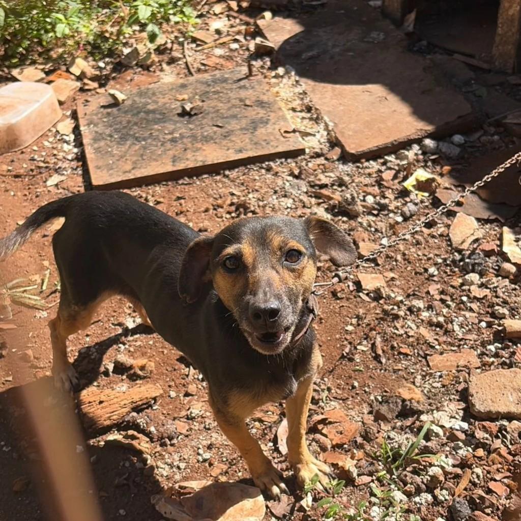 Princesinha, cachorro de porte pequeno para adoção em Maravilha - SC