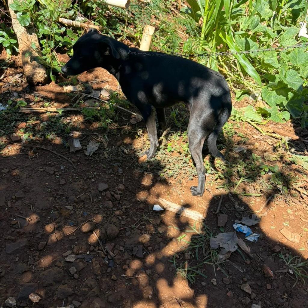 Linda, cadela de porte médio para adoção em Maravilha - SC