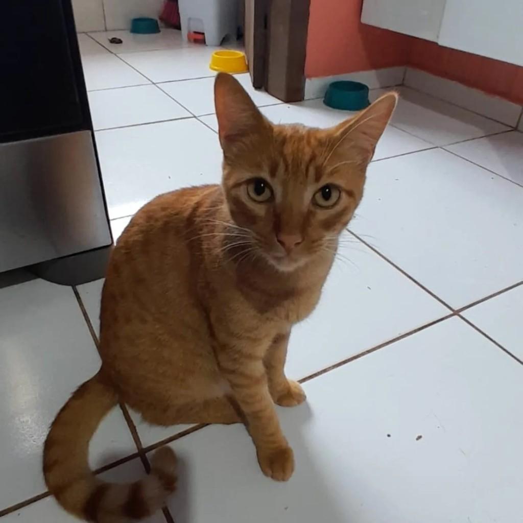 Junior, gato de porte pequeno para adoção em Maravilha - SC