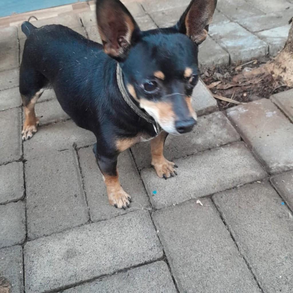 Pintcher, cachorro de porte pequeno para adoção em Maravilha - SC
