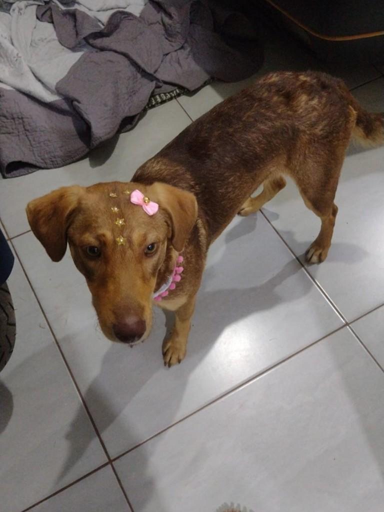 Caramela, cachorro de porte médio para adoção em Maravilha - SC