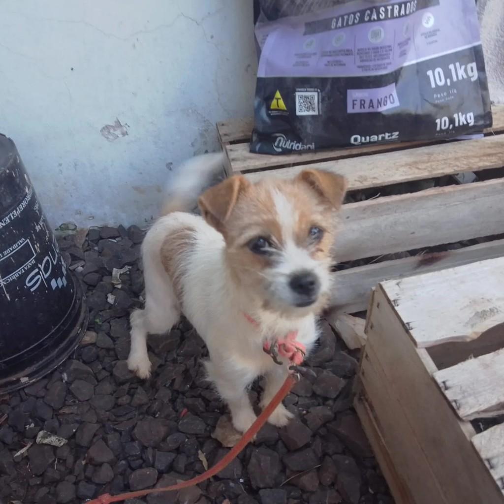 Princesa, cadela de porte pequeno para adoção em Maravilha - SC