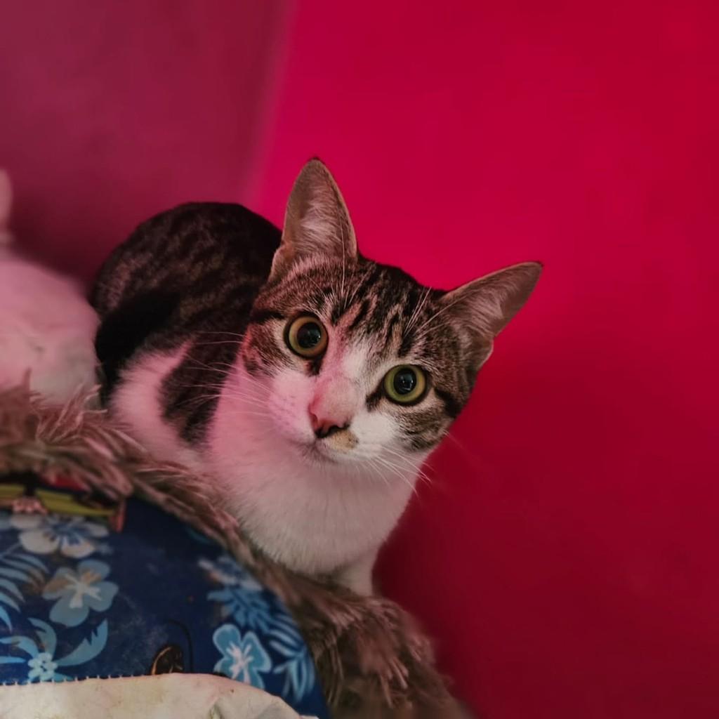 Chiquinha, gata de porte pequeno para adoção em Maravilha - SC