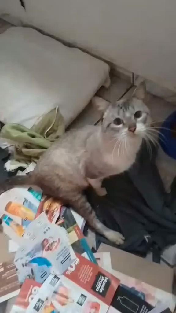 Milo, gato de porte pequeno para adoção em Maravilha - SC