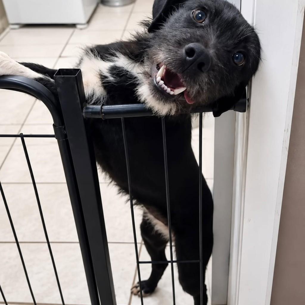 Charlotte, cachorro de porte médio para adoção em Maravilha - SC