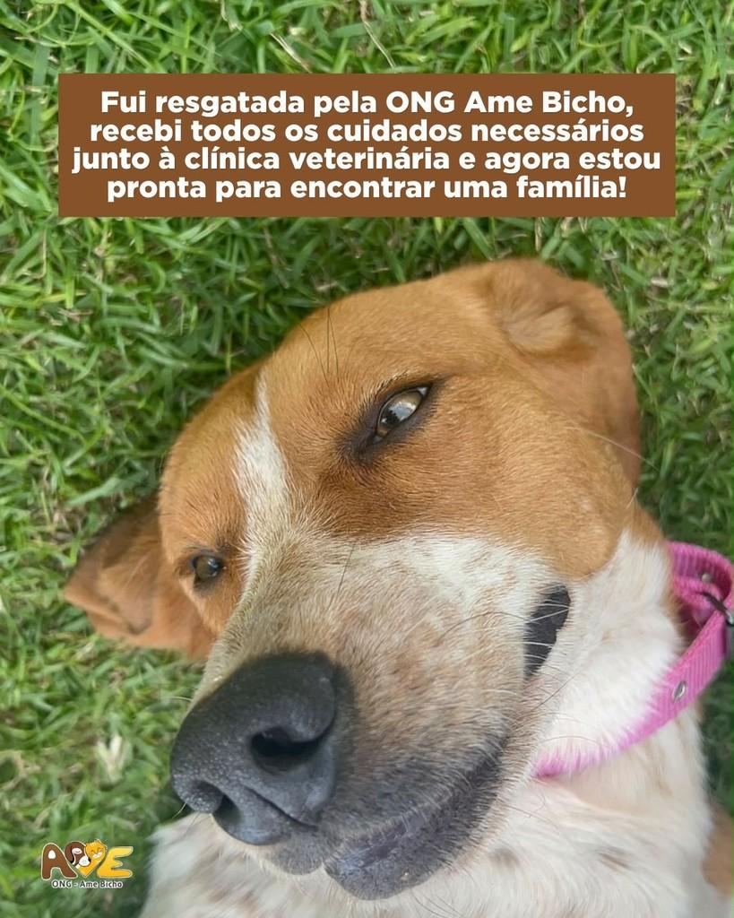 Mel, cadela de porte grande para adoção em Maravilha - SC