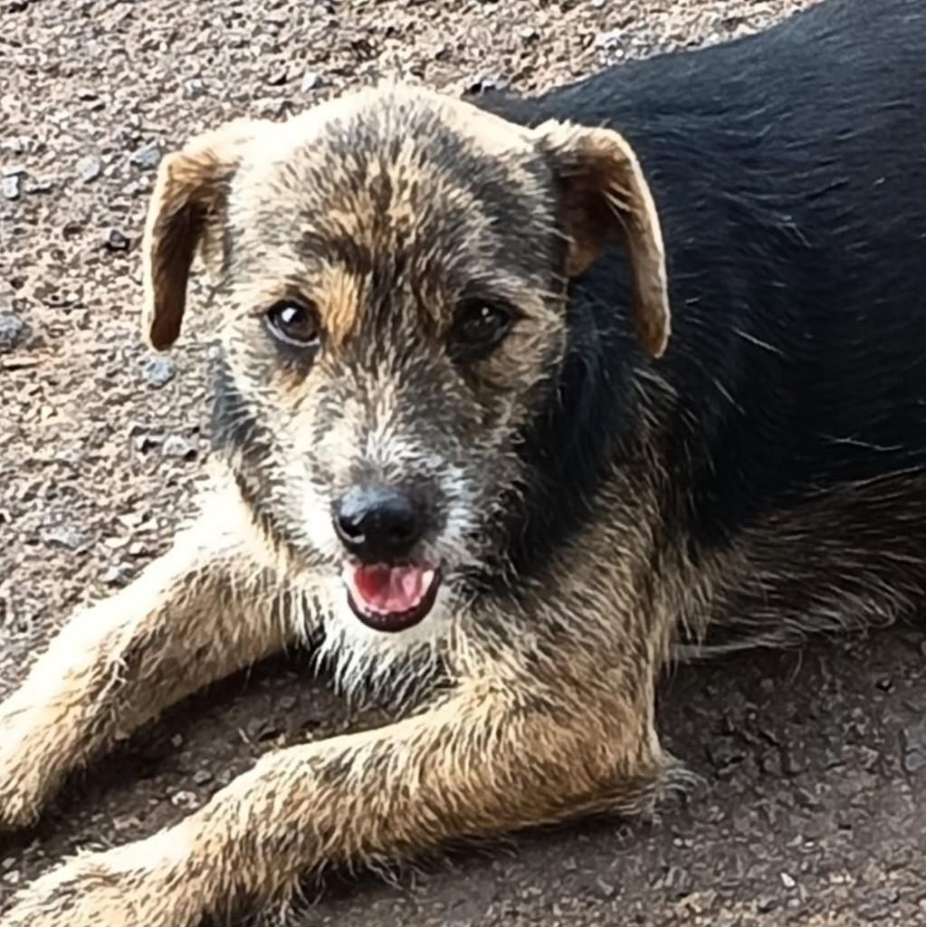 Lola, cadela de porte pequeno para adoção em Maravilha - SC