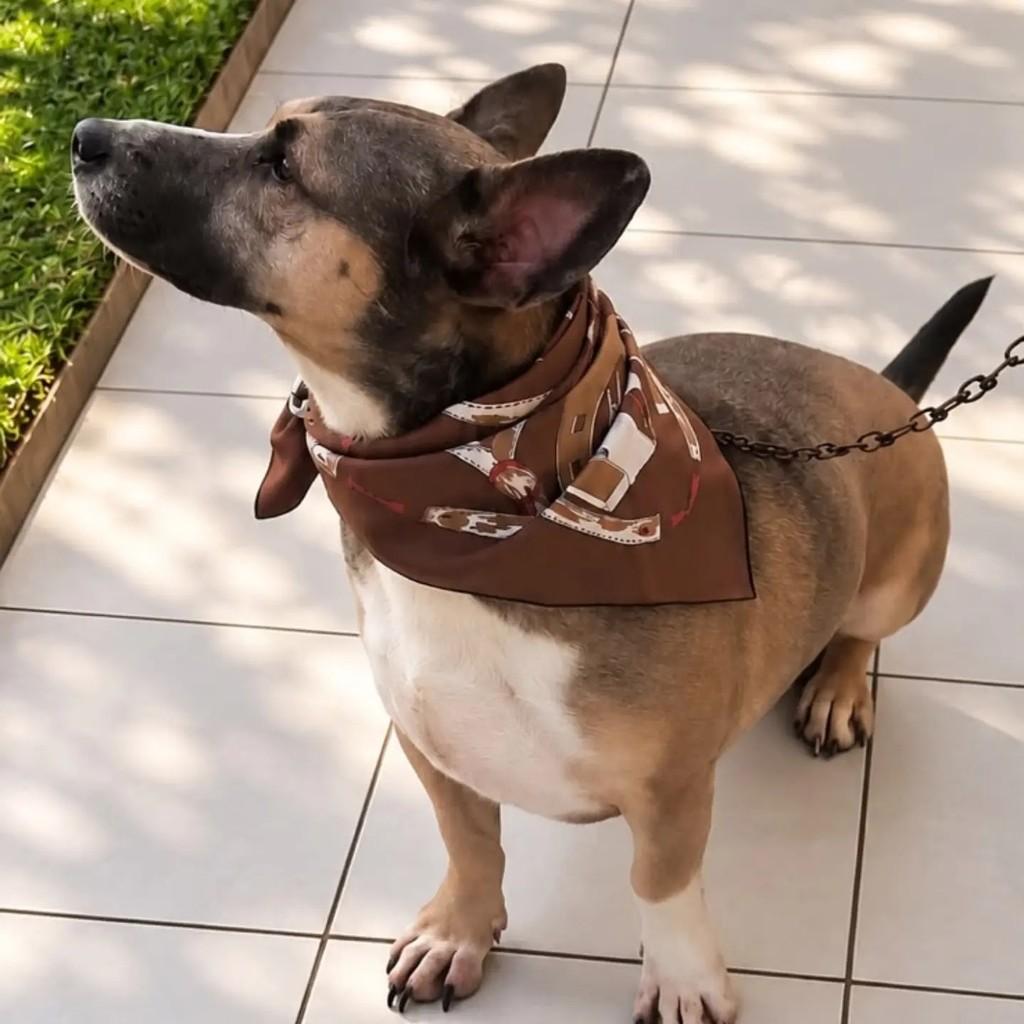 Betohoven, cachorro de porte médio para adoção em Maravilha - SC