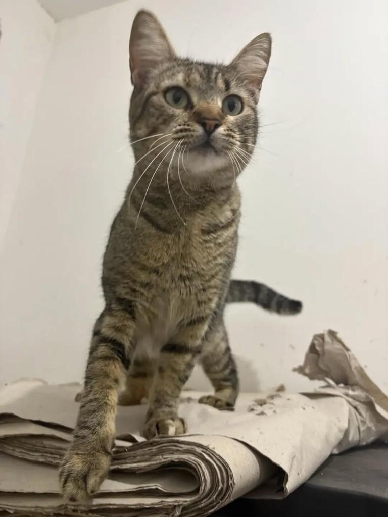Amábile, gato de porte pequeno para adoção em Campo Grande - MS