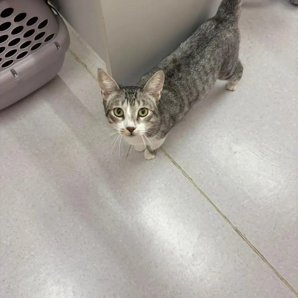 Beethoven, gato de porte médio para adoção em Campo Grande - MS