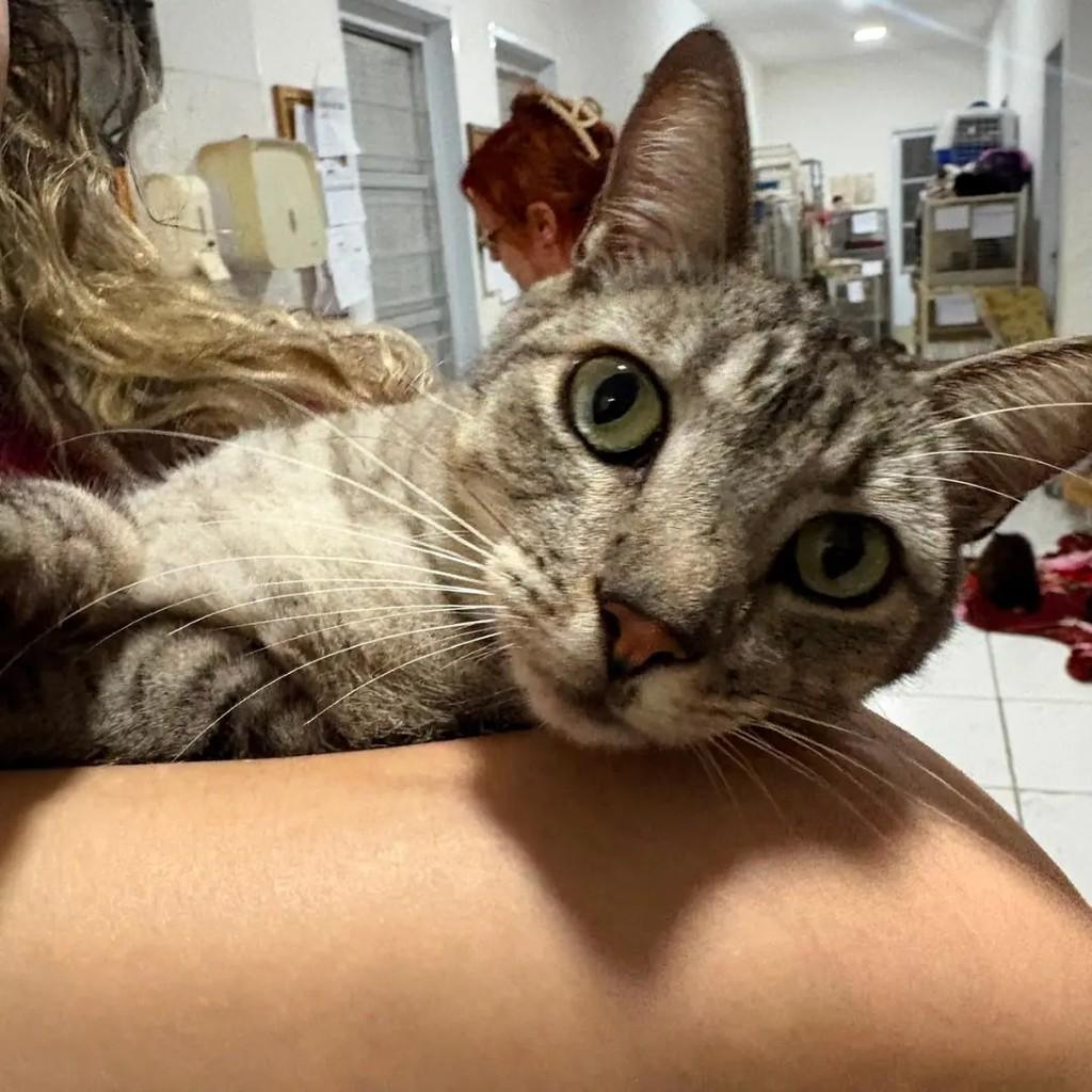 Henrique, gato de porte médio para adoção em Campo Grande - MS