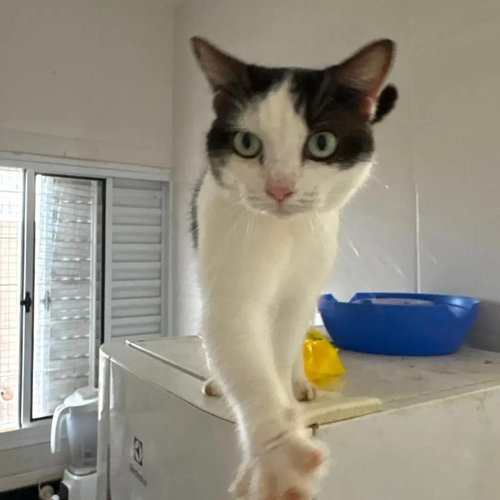 Paula, gato de porte médio para adoção em Campo Grande - MS