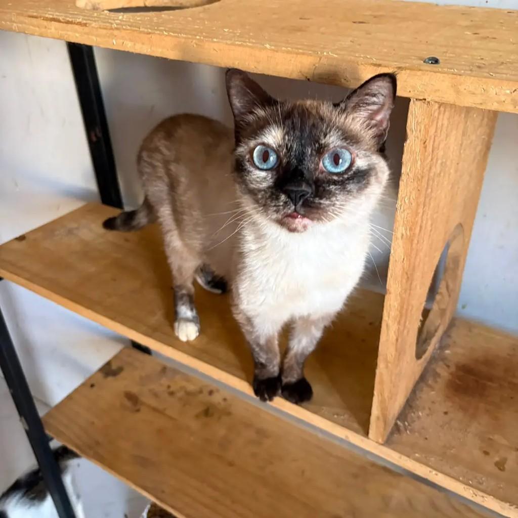 Star, gata de porte médio para adoção em Campo Grande - MS