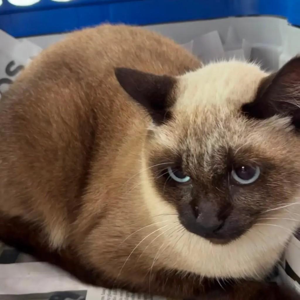 Raquel, gato de porte pequeno para adoção em Campo Grande - MS