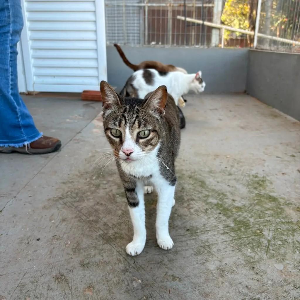 Stallone, gato de porte médio para adoção em Campo Grande - MS