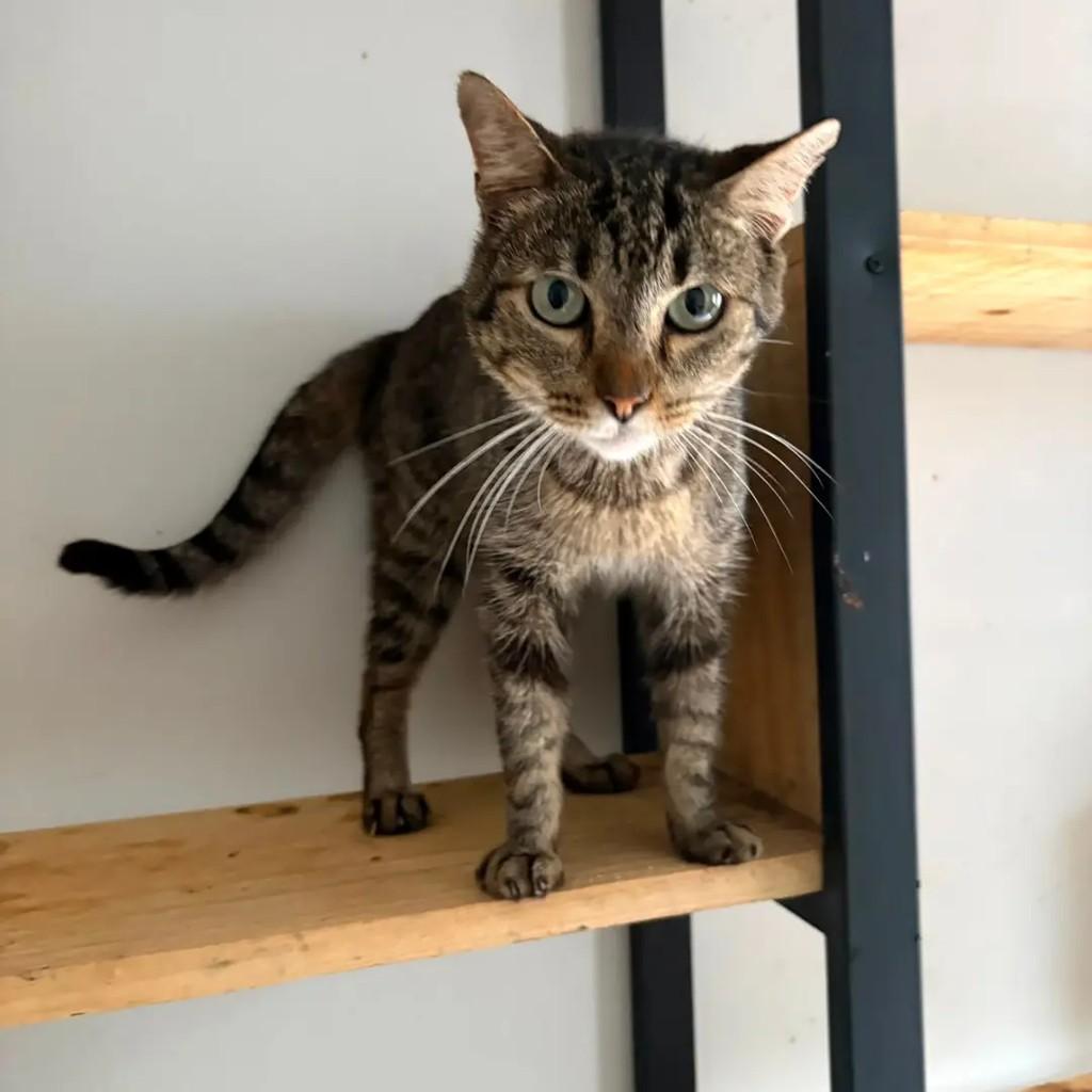Tropeço, gato de porte médio para adoção em Campo Grande - MS