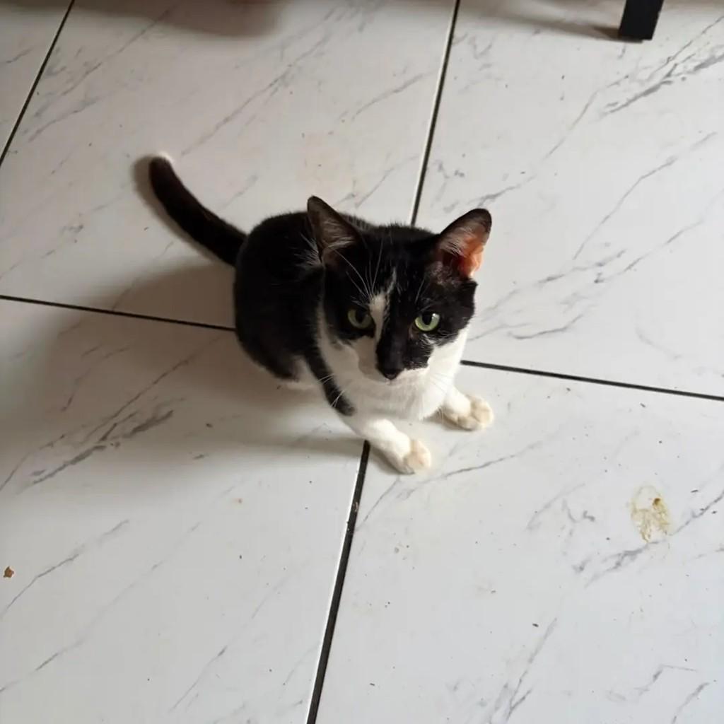 Rodolfo, gato de porte pequeno para adoção em Campo Grande - MS