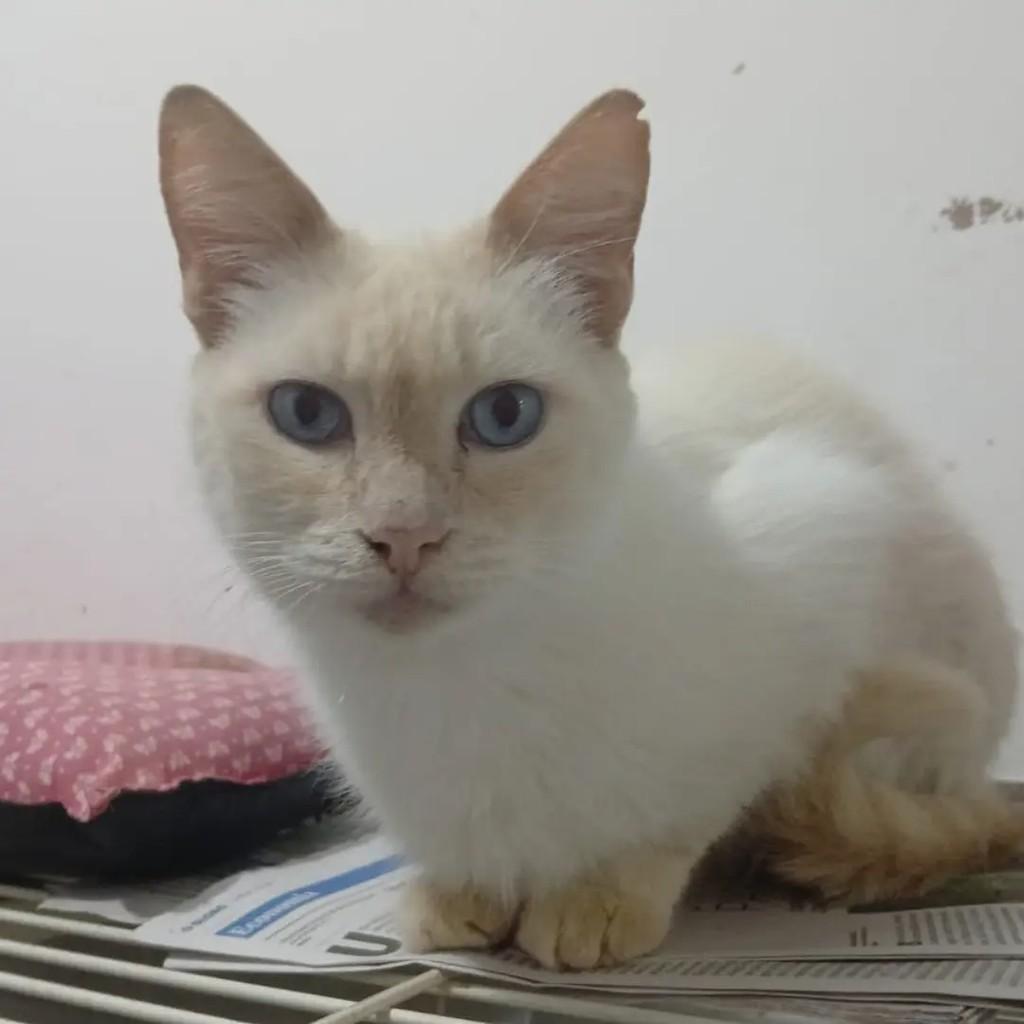 Marlon Brando, gato de porte pequeno para adoção em Campo Grande - MS