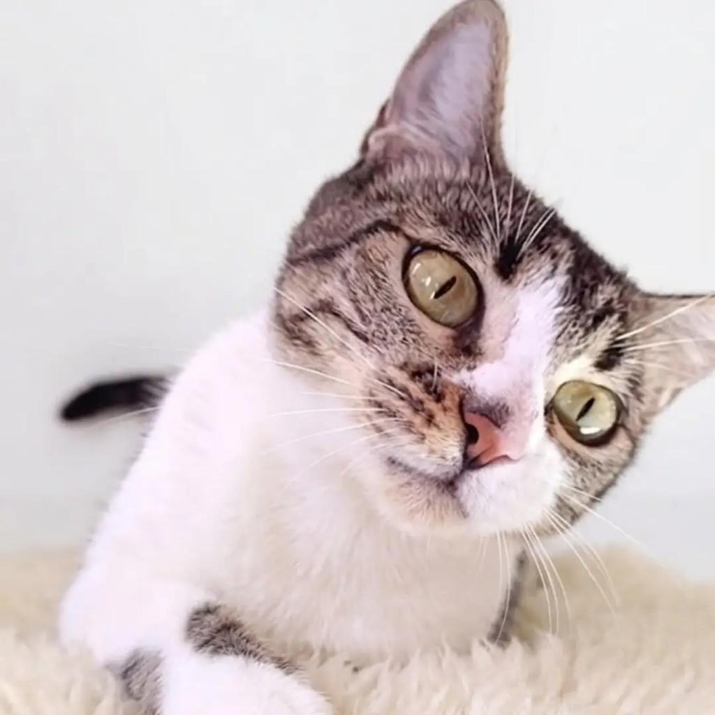Dora, gata de porte médio para adoção em Campo Grande - MS