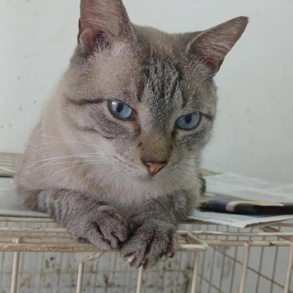 Raul, gato de porte pequeno para adoção em Campo Grande - MS