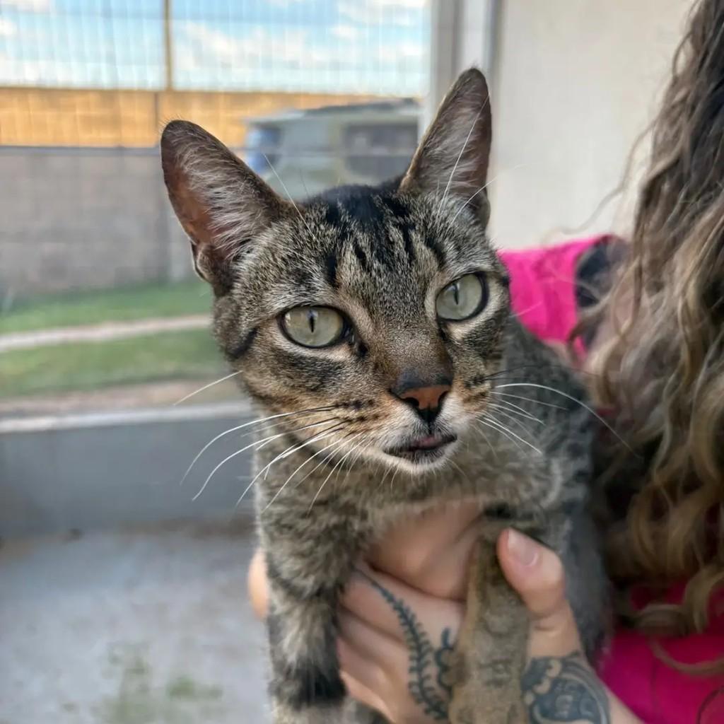 Marilyn, gata de porte pequeno para adoção em Campo Grande - MS