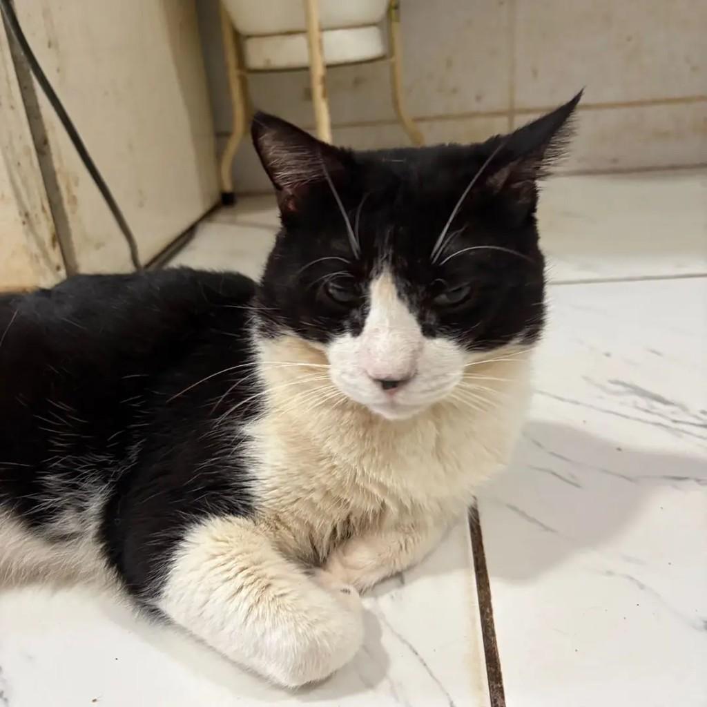 Lucas, gato de porte médio para adoção em Campo Grande - MS