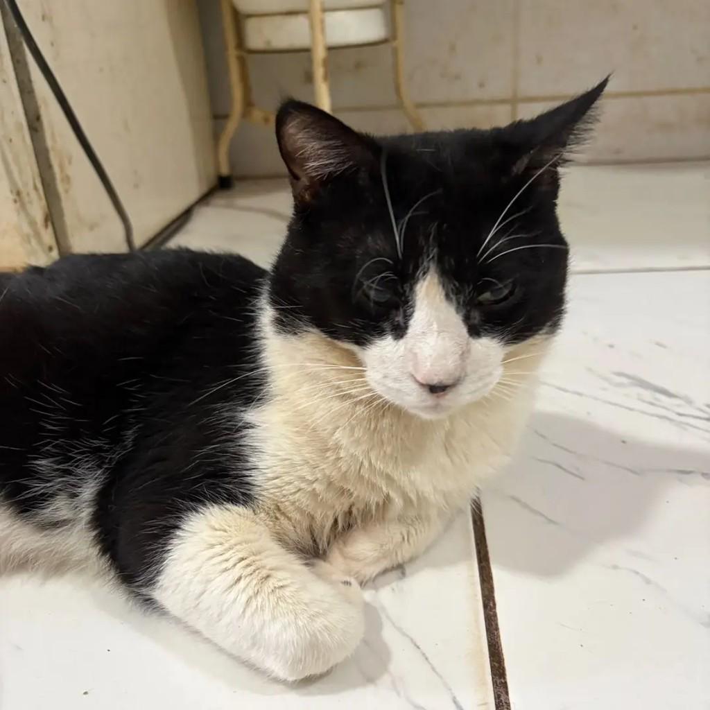 Lucas, gato de porte médio para adoção em Campo Grande - MS — foto 2 de 5