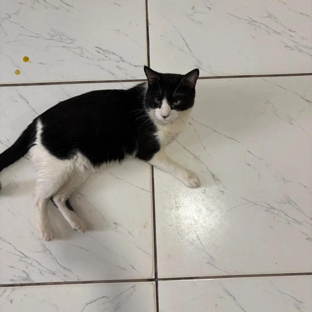 Lucas, gato de porte médio para adoção em Campo Grande - MS — foto 3 de 5