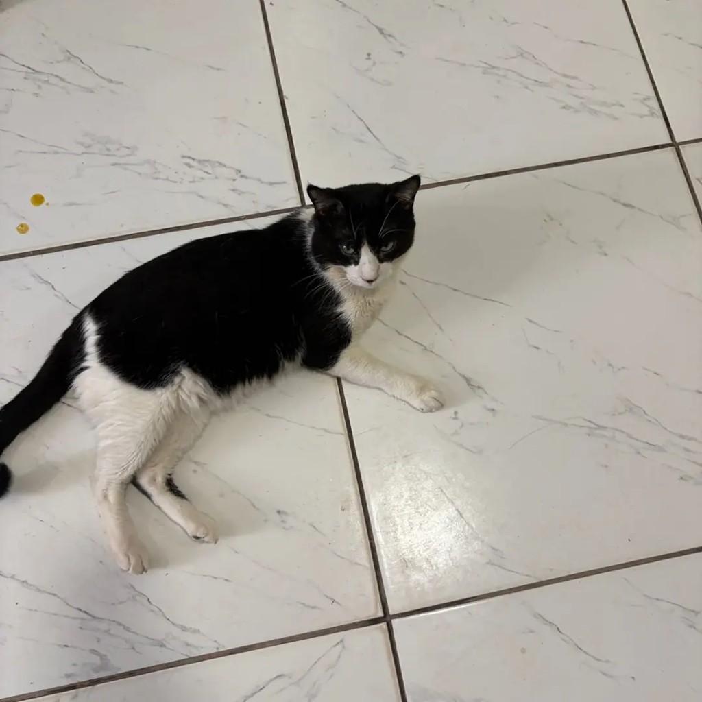 Lucas, gato de porte médio para adoção em Campo Grande - MS — foto 4 de 5
