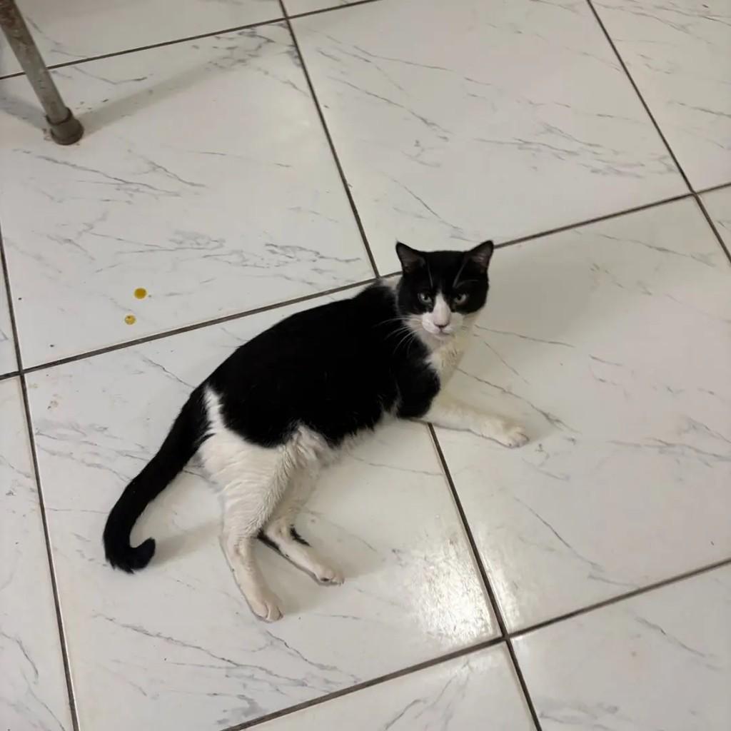 Lucas, gato de porte médio para adoção em Campo Grande - MS — foto 5 de 5