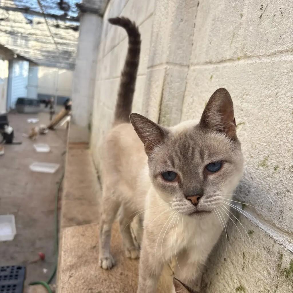 Zezinho, gato de porte médio para adoção em Campo Grande - MS