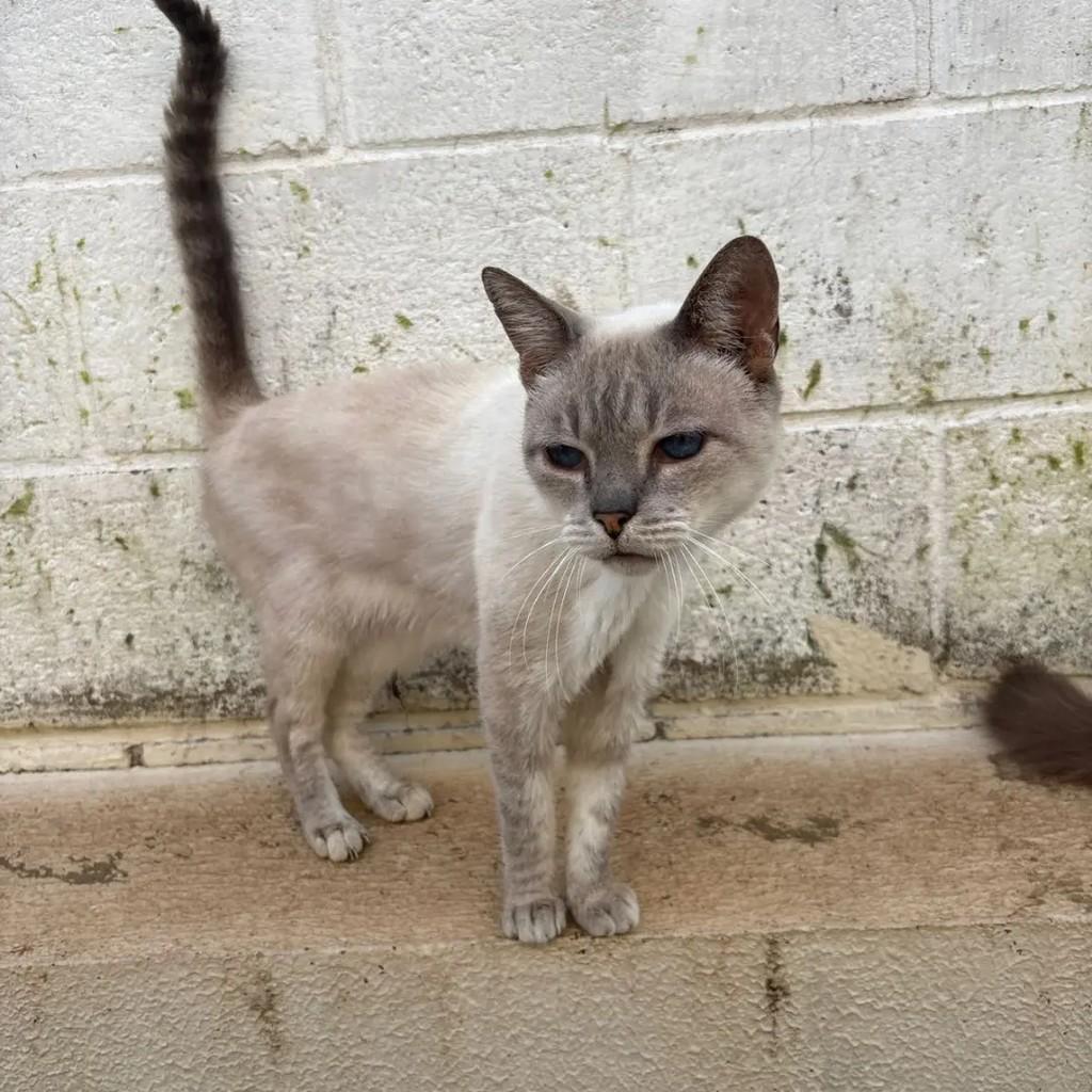 Zezinho, gato de porte médio para adoção em Campo Grande - MS — foto 2 de 3
