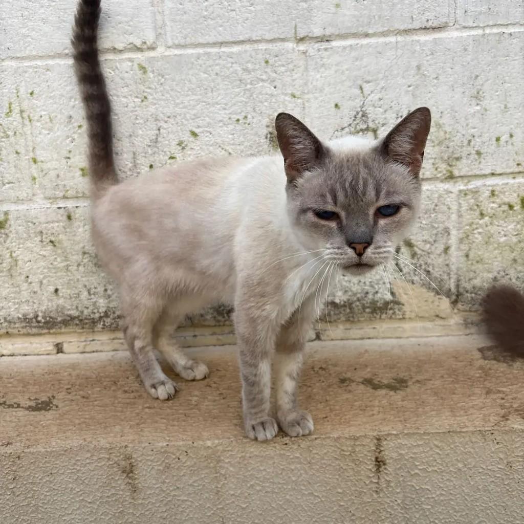 Zezinho, gato de porte médio para adoção em Campo Grande - MS — foto 3 de 3