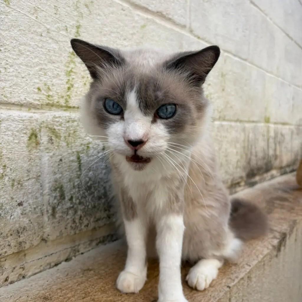 Pirelli, gato de porte pequeno para adoção em Campo Grande - MS