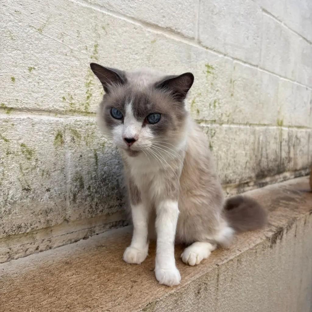 Pirelli, gato de porte pequeno para adoção em Campo Grande - MS — foto 2 de 2