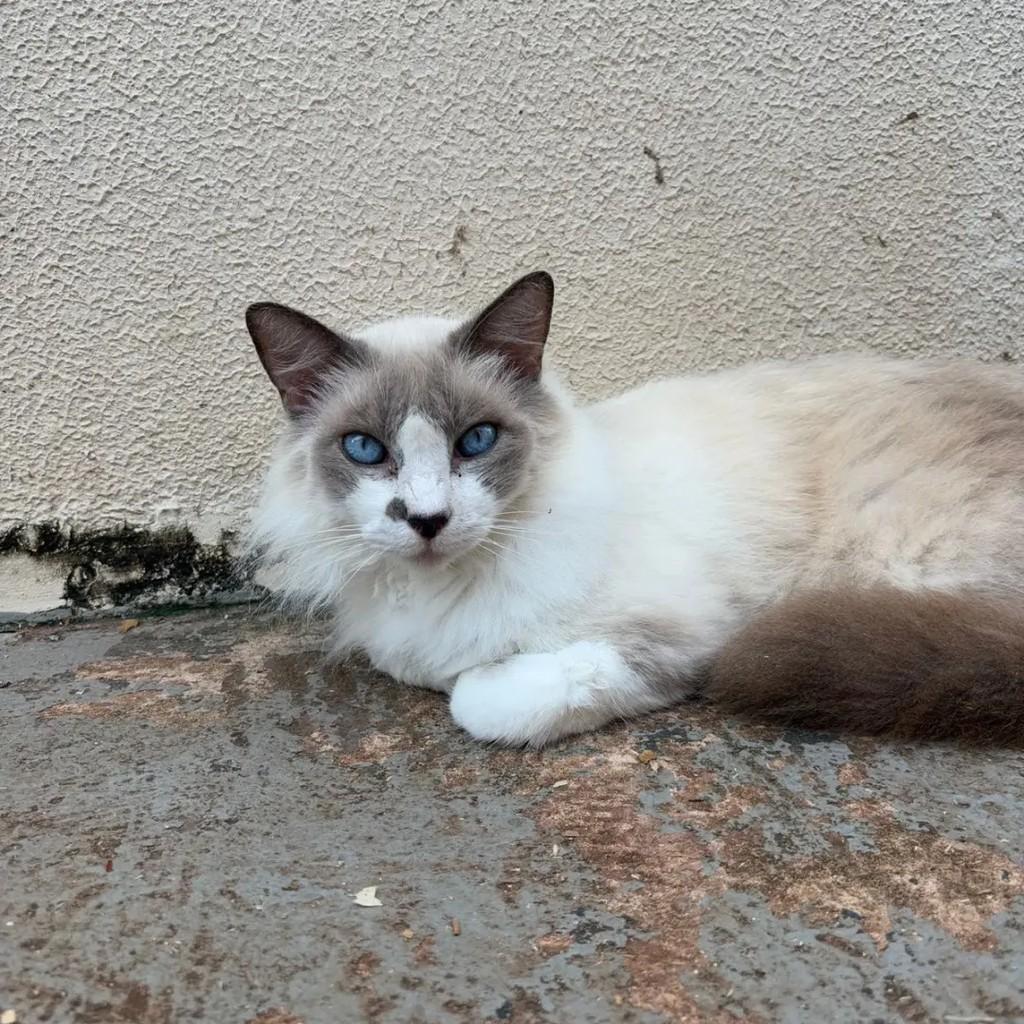 Michelin, gata de porte médio para adoção em Campo Grande - MS — foto 2 de 3