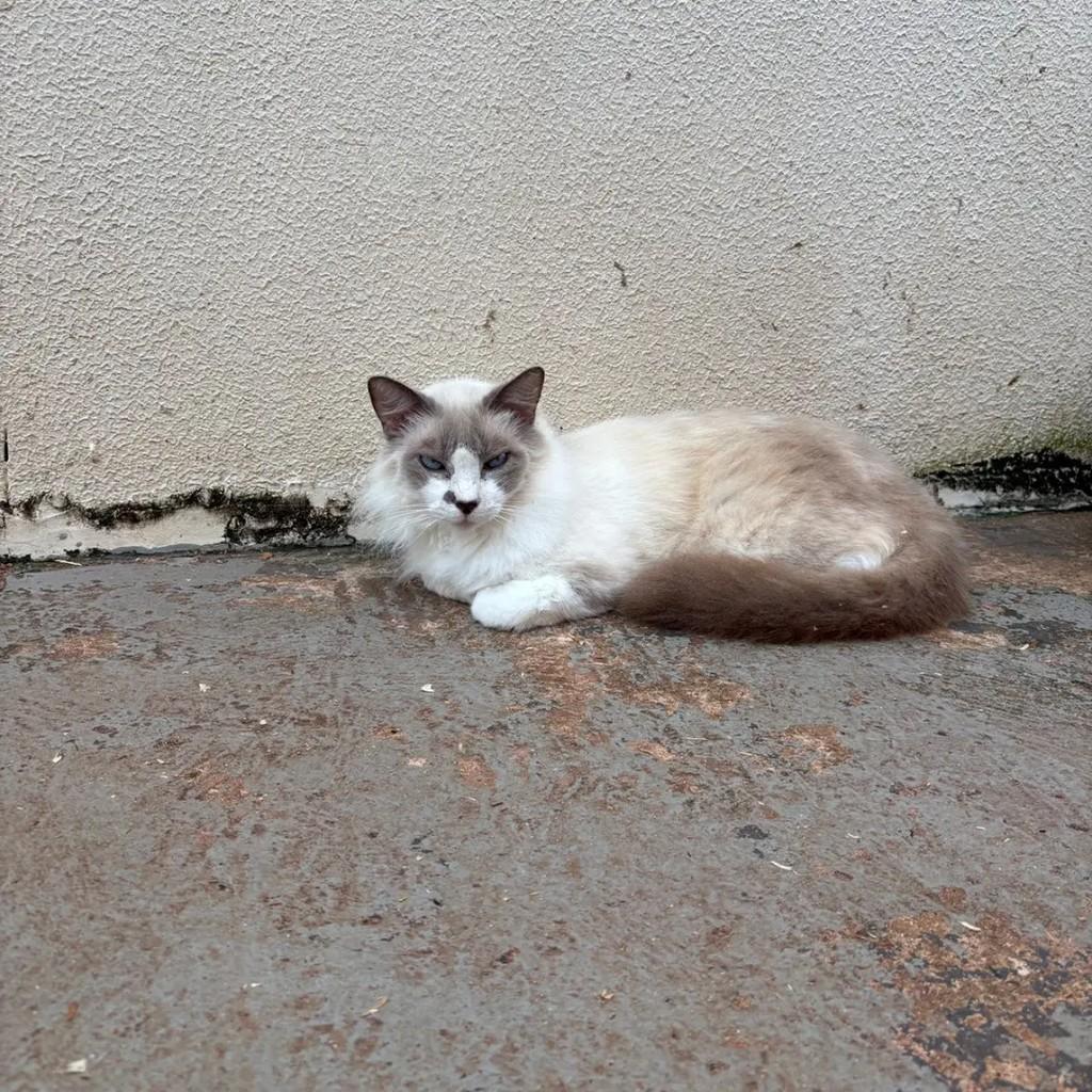 Michelin, gata de porte médio para adoção em Campo Grande - MS — foto 3 de 3