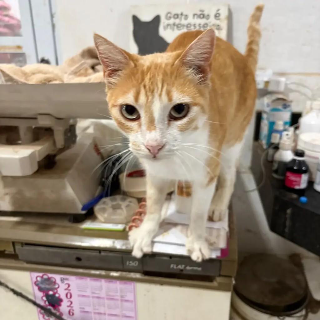 Alemão, gato de porte médio para adoção em Campo Grande - MS