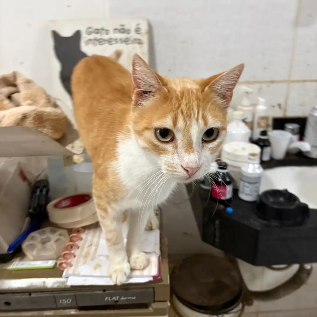 Alemão, gato de porte médio para adoção em Campo Grande - MS — foto 2 de 3