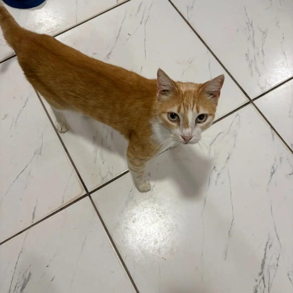 Alemão, gato de porte médio para adoção em Campo Grande - MS — foto 3 de 3