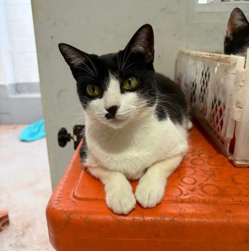 Mayara, gata de porte pequeno para adoção em Campo Grande - MS