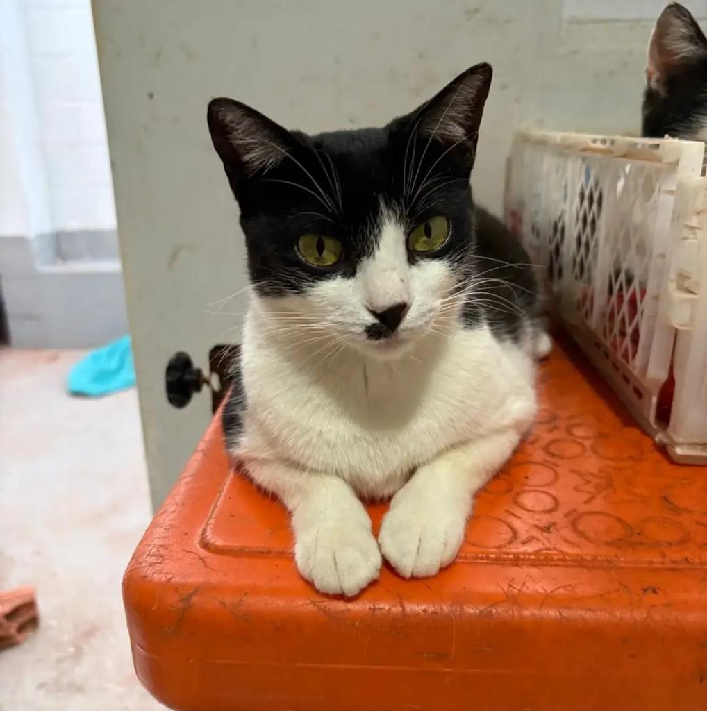 Mayara, gata de porte pequeno para adoção em Campo Grande - MS — foto 2 de 4