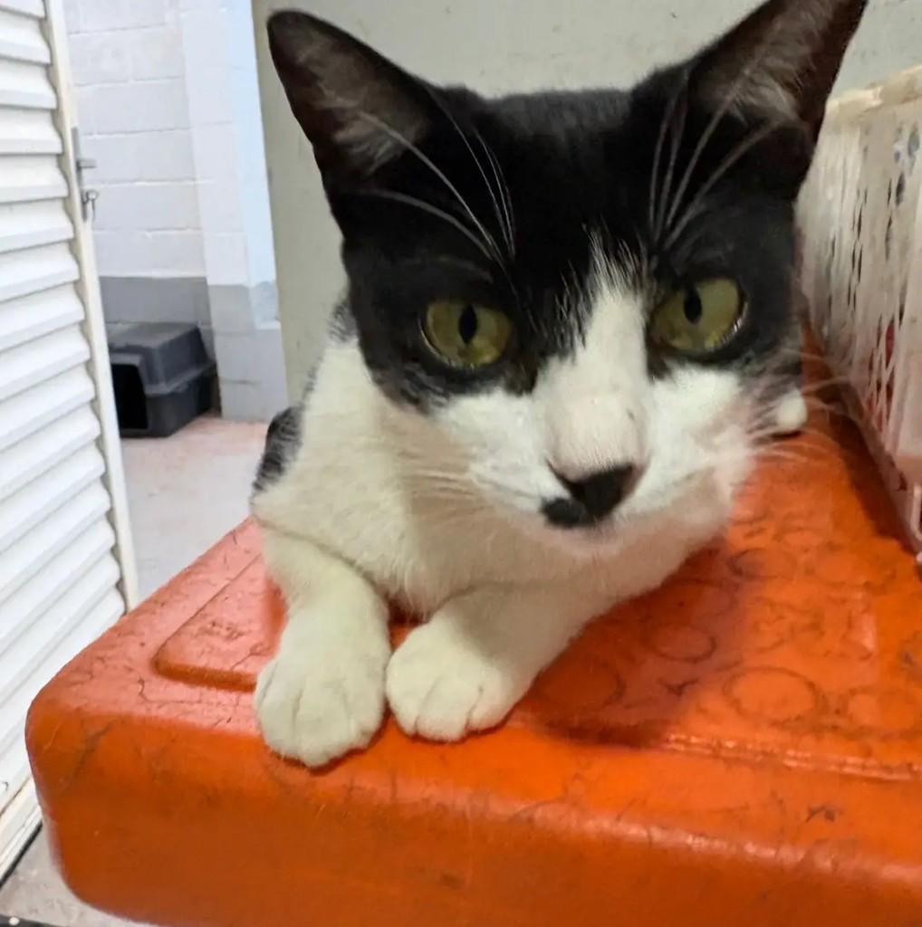 Mayara, gata de porte pequeno para adoção em Campo Grande - MS — foto 3 de 4