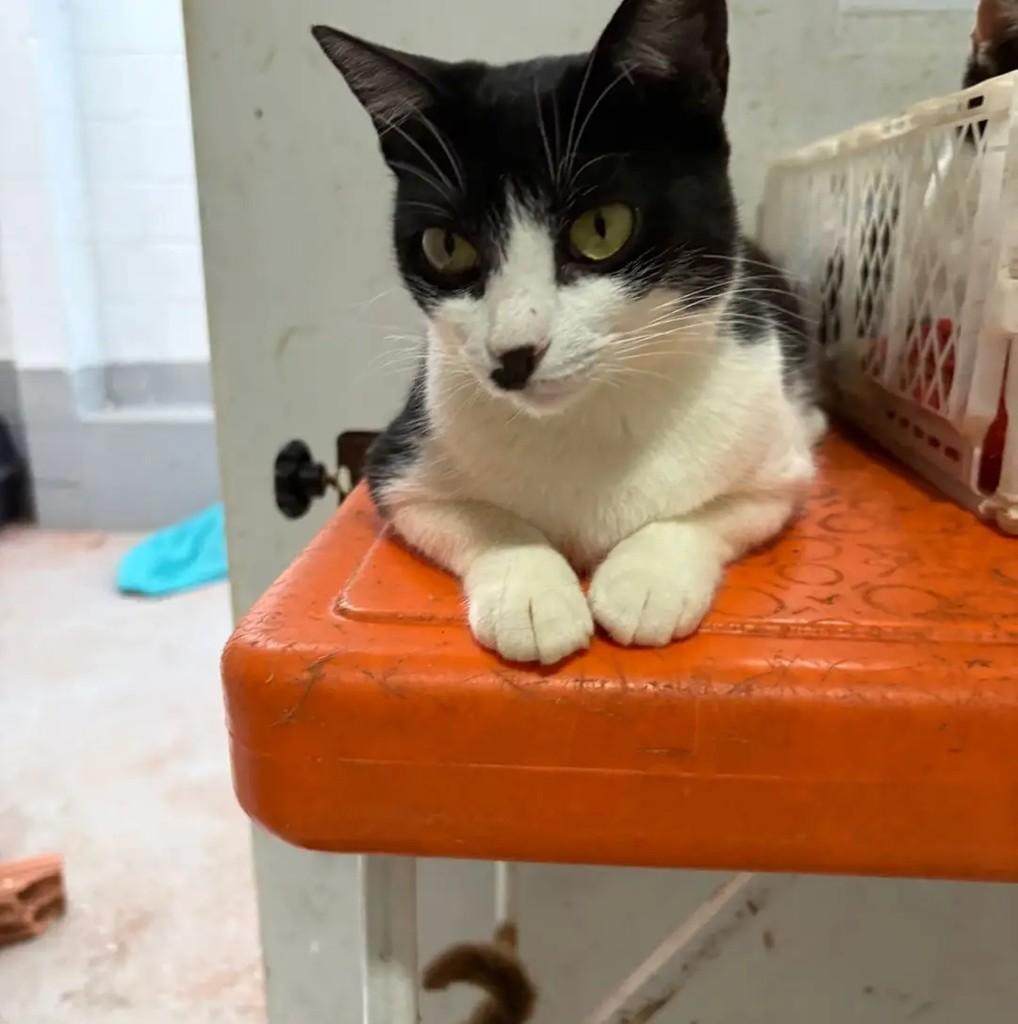 Mayara, gata de porte pequeno para adoção em Campo Grande - MS — foto 4 de 4