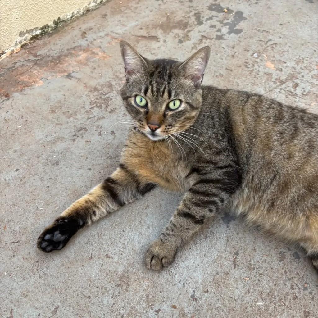 Carlos, gato de porte grande para adoção em Campo Grande - MS