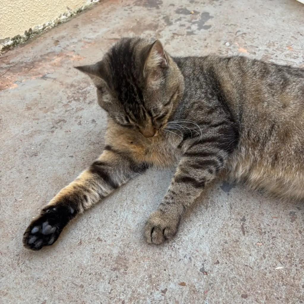 Carlos, gato de porte grande para adoção em Campo Grande - MS — foto 2 de 2