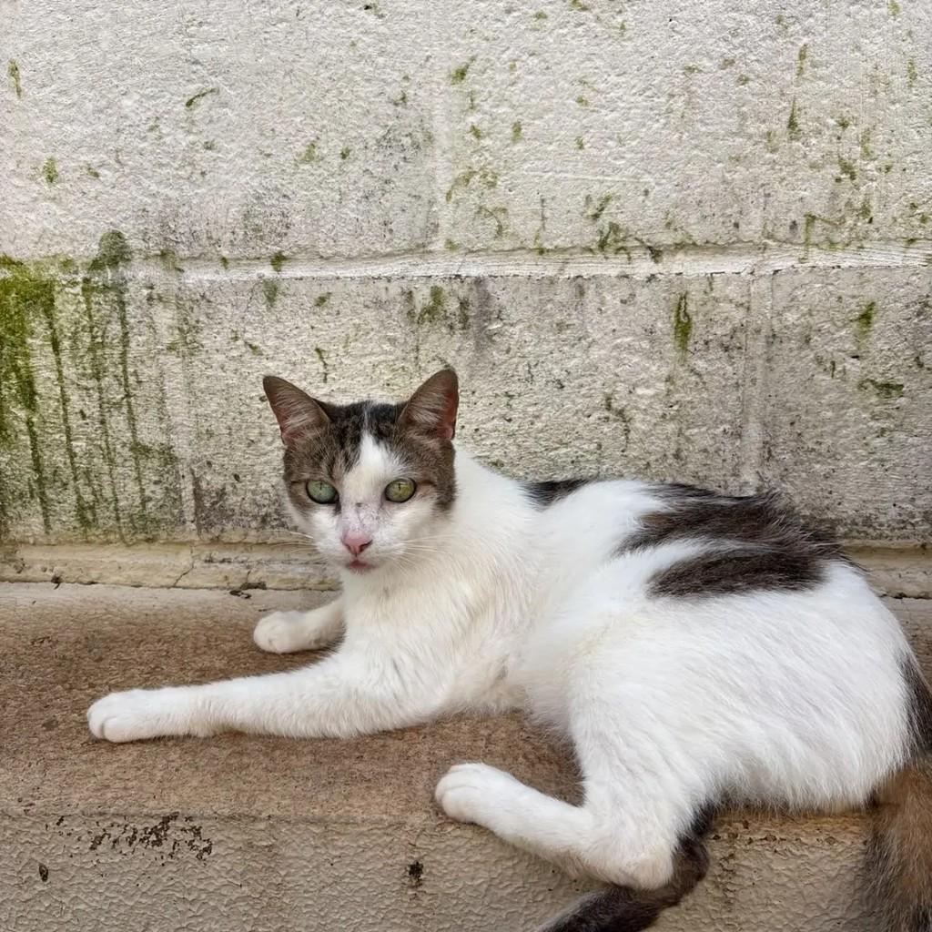 Mário, gato de porte médio para adoção em Campo Grande - MS