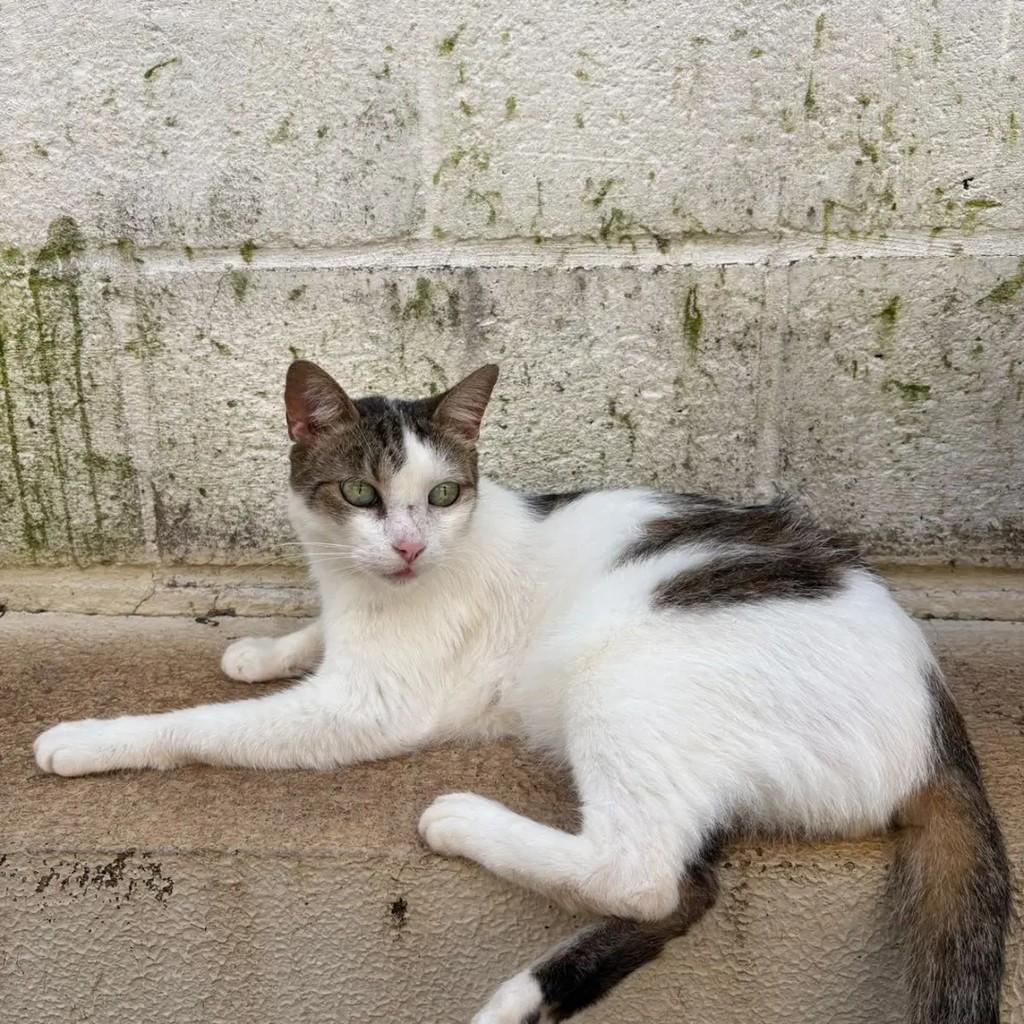 Mário, gato de porte médio para adoção em Campo Grande - MS — foto 2 de 3