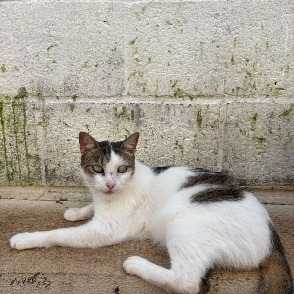 Mário, gato de porte médio para adoção em Campo Grande - MS — foto 3 de 3